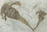 Three Sea Scorpion (Eurypterus) Fossils - New York #236954-1